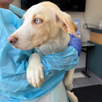 Robyn -  Mixed Breed Dog for Adoption in Walker, Michigan - Robyn | PetCurious