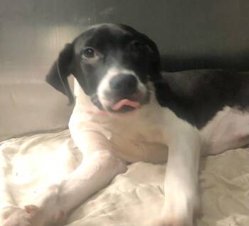 Mae -  Mixed Breed Dog for Adoption in Parma, Ohio - Mae | PetCurious