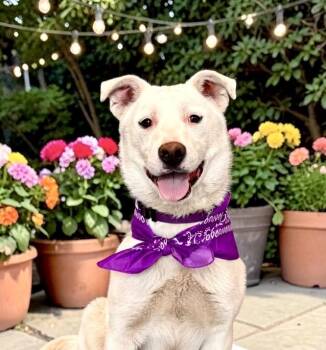 Shepherd and Cattle Dog Dogs Available for Adoption in Perry, Iowa - Nivea | PetCurious