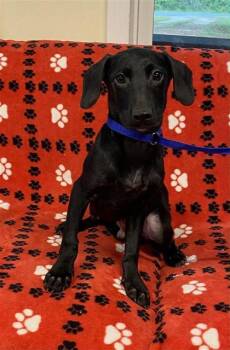 Lucas -  Dachshund and Labrador Retriever Dog for Adoption in Largo, Florida - Lucas | PetCurious