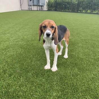 Orange Blossom 6976 -  Beagle Dog for Adoption in Loxahatchee Groves, Florida - Orange Blossom 6976 | PetCurious
