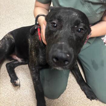 Pit Bull Terrier Dogs Available for Adoption in Bristol, Indiana - The Brain | PetCurious