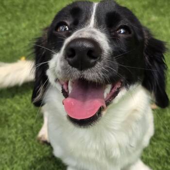 Quinn -  Dachshund Dog for Adoption in Anderson, South Carolina - Quinn | PetCurious