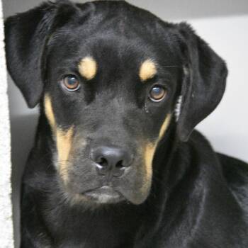 Ross -  Black Labrador Retriever and Mixed Breed Dog for Adoption in Columbus, North Carolina - Ross | PetCurious
