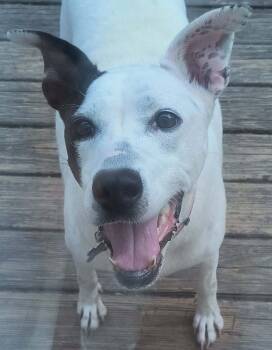 Rescue American Foxhound Dogs for Adoption in Raleigh, North Carolina - Dreamy | PetCurious