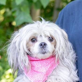 Miracle (Female) Avail 8/1 -  Poodle and Yorkshire Terrier Dog for Adoption in West Grove, Pennsylvania - Miracle (Female) Avail 8/1 | PetCurious