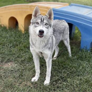 PRISSY -  Siberian Husky and Mixed Breed Dog for Adoption in Modesto, California - PRISSY | PetCurious