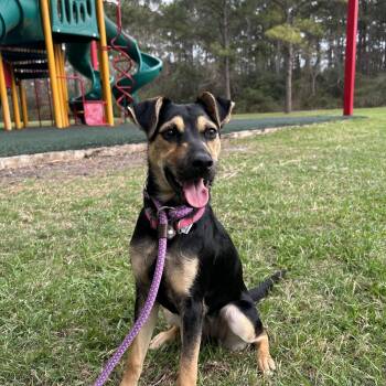 Terrier and German Shepherd Dog Dogs Available for Adoption - Mila | PetCurious
