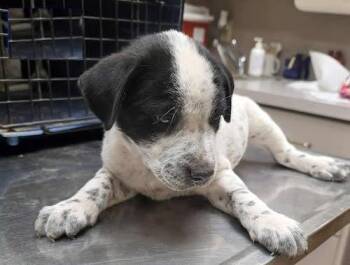 Rescue Australian Cattle Dog Blue Heeler and Collie Dogs for Adoption in Sudbury, Massachusetts - Trent, Tom, Tippy, And Teddy | PetCurious