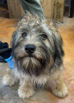 Schnauzer Dogs Available for Adoption - Cujo | PetCurious