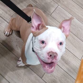 Rescue Pit Bull Terrier and Mixed Breed Dogs for Adoption in Oak Park, Illinois - Beefy 5-Layer Burrito | PetCurious