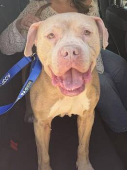 Pit Bull Terrier and Mixed Breed Dogs Available for Adoption in Kansas City, Missouri - Doc Hudson | PetCurious