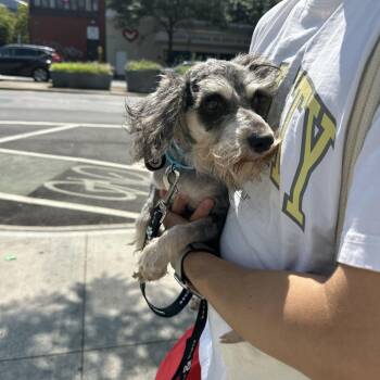Crystal -  Terrier Dog for Adoption in New York, New York - Crystal | PetCurious