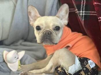 Rescue French Bulldog Dogs for Adoption in Bonney Lake, Washington - MARIGOLD DOVE | PetCurious