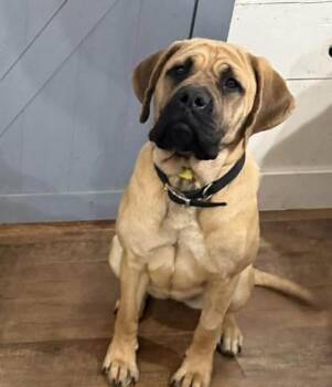 Bullmastiff Dogs Available for Adoption in Bloomfield Hills, Michigan - Matilda | PetCurious