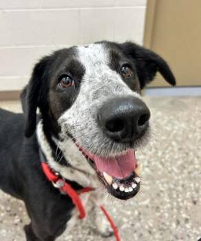 Border Collie and Mixed Breed Dogs Available for Adoption in Morton Grove, Illinois - Princess | PetCurious