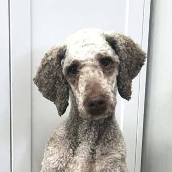 Molly (20260914-01) -  Standard Poodle Dog for Adoption in Niagara Falls, Ontario - Molly (20260914-01) | PetCurious