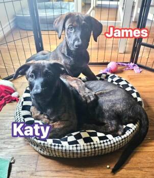Belgian Shepherd Sheepdog and Doberman Pinscher Dogs Available for Adoption in Brookshire, Texas - James | PetCurious