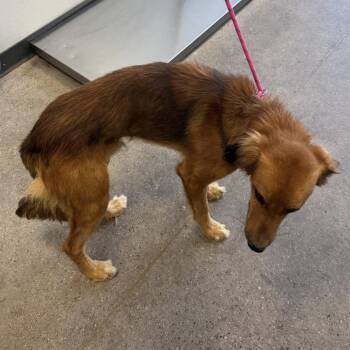 Hades -  Mixed Breed Dog for Adoption in Las Cruces, New Mexico - Hades | PetCurious