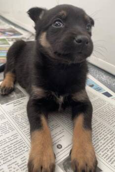 Neidra Chubb -  Shepherd and Husky Dog for Adoption in Winnipeg, Manitoba - Neidra Chubb | PetCurious