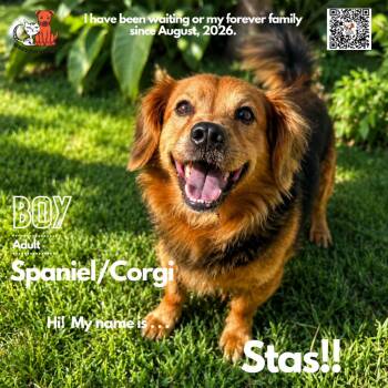 Stas (Stahs) -  Spaniel and Cardigan Welsh Corgi Dog for Adoption in Westminster, California - Stas (Stahs) | PetCurious