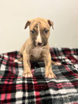 Sadie -  Mixed Breed Dog for Adoption in Albany, Georgia - Sadie | PetCurious