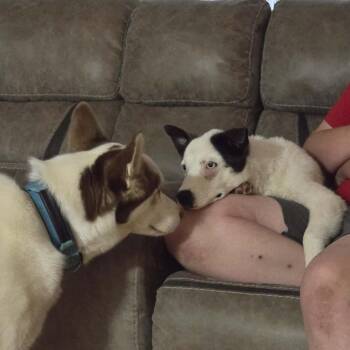 Holly -  Husky and Mixed Breed Dog for Adoption in Olathe, Kansas - Holly | PetCurious