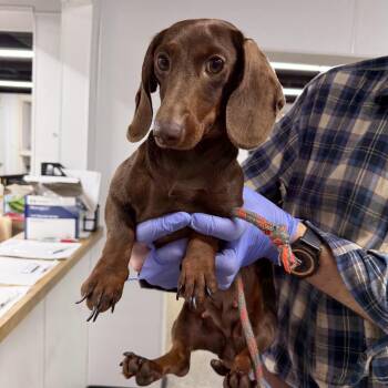 Chocolate Cocoa -  Dachshund Dog for Adoption in Blue Springs, Missouri - Chocolate Cocoa | PetCurious