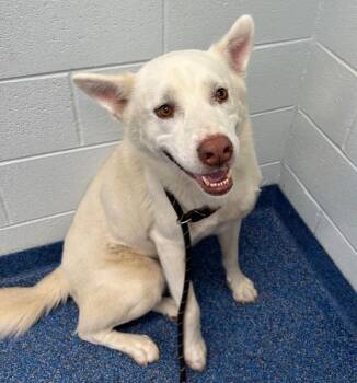 Max White Shepherd in Kill Shelter Can you help us Help him -  White German Shepherd Dog for Adoption in Charlottesville, Virginia - Max White Shepherd In Kill Shelter Can You Help Us Help Him | PetCurious