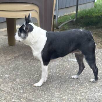 Olive -  Boston Terrier Dog for Adoption in Corvallis, Oregon - Olive | PetCurious