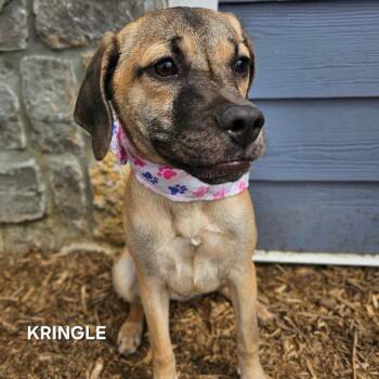 Mixed Breed Dogs Available for Adoption - Kringle | PetCurious