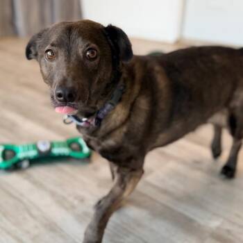 Ginger fka Aphrodite -  Dachshund and Mixed Breed Dog for Adoption in Green Bay, Wisconsin - Ginger Fka Aphrodite | PetCurious