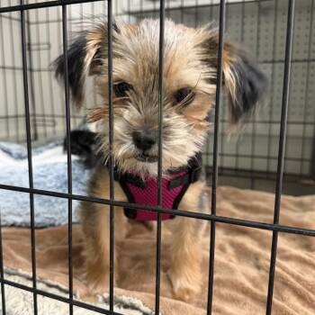Milly -  Yorkshire Terrier and Shih Tzu Dog for Adoption in Brownsboro, Alabama - Milly | PetCurious