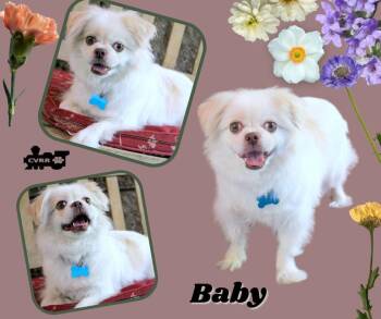 Baby (Ritzy) -  Pekingese Dog for Adoption in Lindsay, California - Baby (Ritzy) | PetCurious