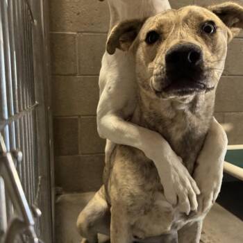 Mixed Breed Dogs Available for Adoption - Pete | PetCurious