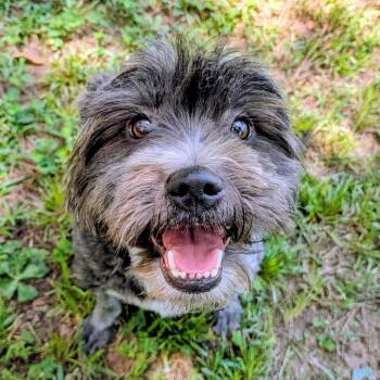 Princess Cadence -  Terrier Dog for Adoption in Houston, Texas - Princess Cadence | PetCurious