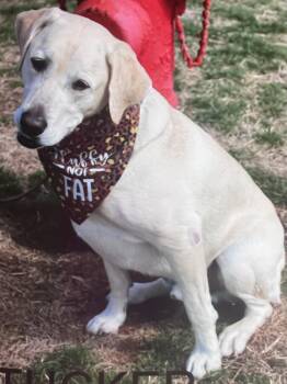 Yellow Labrador Retriever Dogs Available for Adoption in Hutchinson, Kansas - Tucker | PetCurious