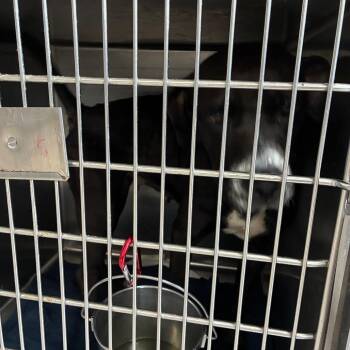 Bae -  Rottweiler Dog for Adoption in Northbrook, Illinois - Bae | PetCurious