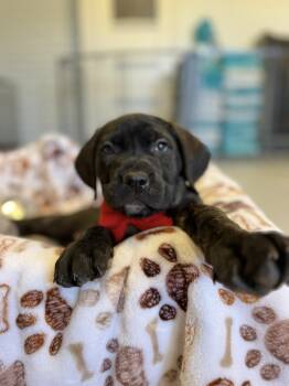Cane Corso Dogs Available for Adoption in Glendale, Arizona - Ruby | PetCurious