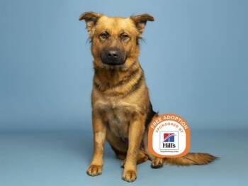 HENLEY -  German Shepherd Dog Dog for Adoption in Phoenix, Arizona - HENLEY | PetCurious