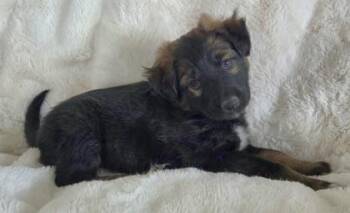 Border Collie and German Shepherd Dog Dogs Available for Adoption in Yakima, Washington - Tilly | PetCurious