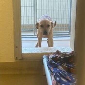 Rescue Mixed Breed Dogs for Adoption in Asheville, North Carolina - Fallon | PetCurious