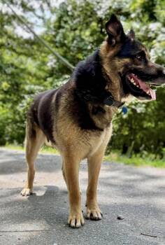 Davis -  German Shepherd Dog Dog for Adoption in Waverly, Tennessee - Davis | PetCurious