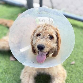 Golden Retriever and Standard Poodle Dogs Available for Adoption in Lakewood Ranch, Florida - Mia | PetCurious