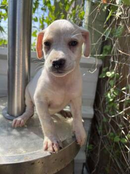 Rescue Labrador Retriever and Mixed Breed Dogs for Adoption in Brewster, New York - Chrissy (The Courage Crew) | PetCurious