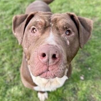 Mixed Breed Dogs Available for Adoption - Tobias  | PetCurious