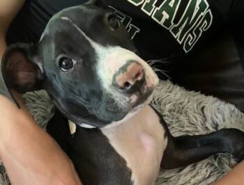 Rescue Mixed Breed Dogs for Adoption in Fishers, Indiana - Tecca | PetCurious