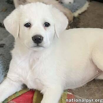 Great Pyrenees and Border Collie Dogs Available for Adoption in Beacon, New York - Fettuccine In OH - Incredibly Inquisitive! | PetCurious