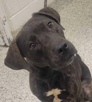 Kai -  Mixed Breed Dog for Adoption in Kansas City, Missouri - Kai | PetCurious