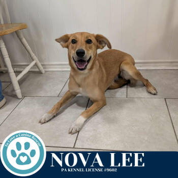 Rescue Labrador Retriever and Golden Retriever Dogs for Adoption in Kimberton, Pennsylvania - Nova Lee 111525 | PetCurious